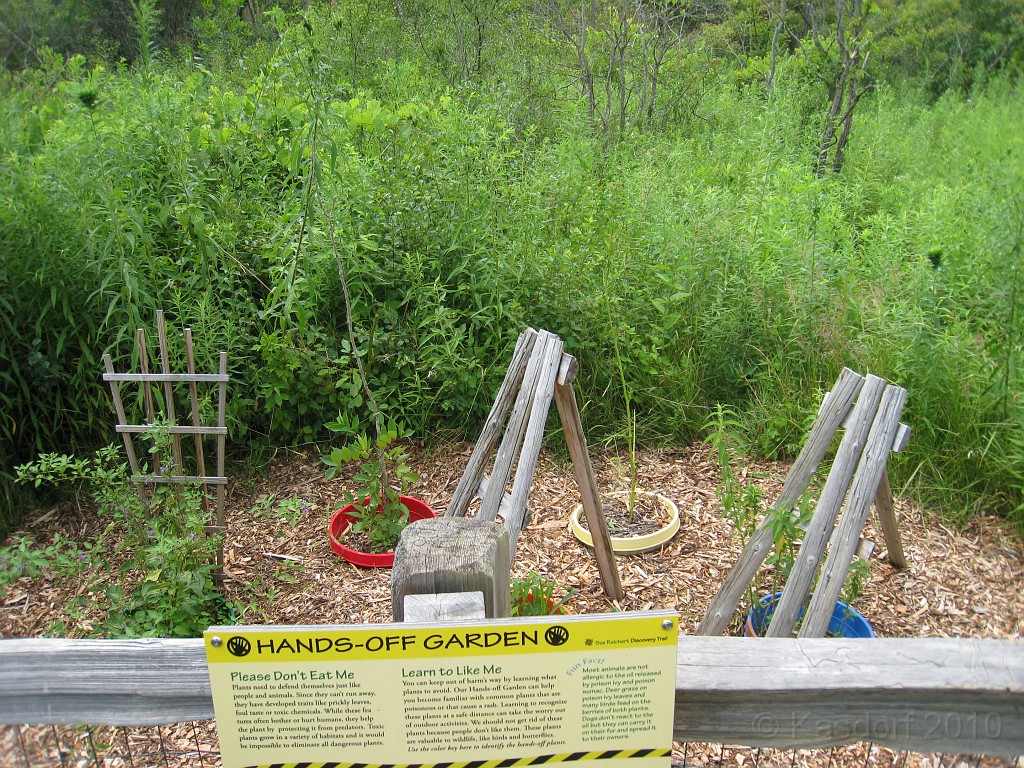 Matthaei Botanical Gardens 2010 0125.jpg - A small garden will be found along the way.